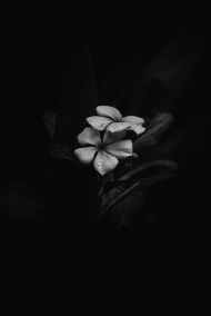 grayscale photo of flower with black background